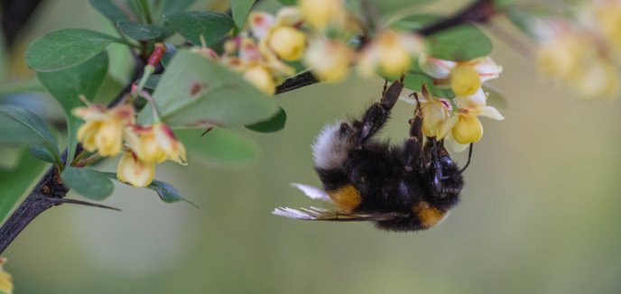 Jak możesz pomóc pszczołom oraz innym zapylaczom?