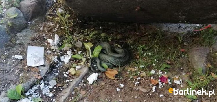 Na ulicy Odrzańskiej znaleziono węża.
